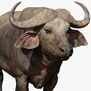 Cape buffalo Syncerus caffer VFX texture
