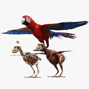 3D parrot anatomy skeleton model