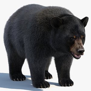 Black Bear Fur 3D