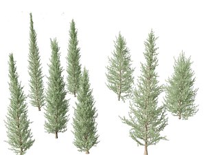 Cedrus atlantica Glauca Fastigiata - Columnar Blue Atlas Ceadar 3D