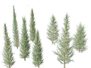 Cedrus atlantica Glauca Fastigiata - Columnar Blue Atlas Ceadar