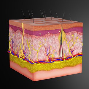 3D model Skin Parts Anatomy