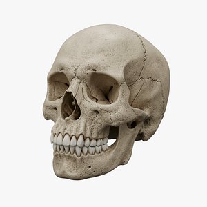 Human Skull Bundle One