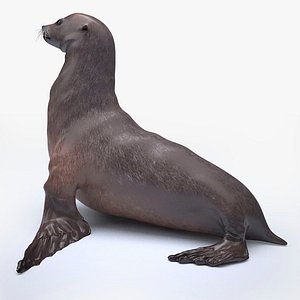 sea lion 3D model