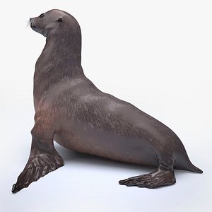 sea lion