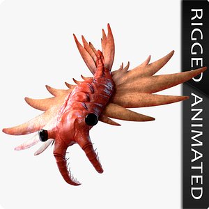 Anomalocaris Canadensis