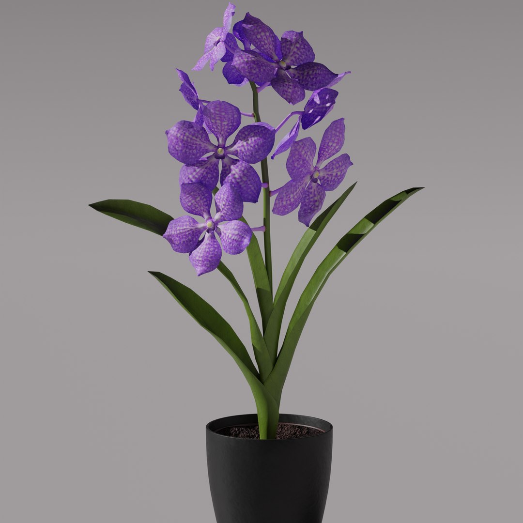 Vanda Orchid 3D Model TurboSquid 1899996