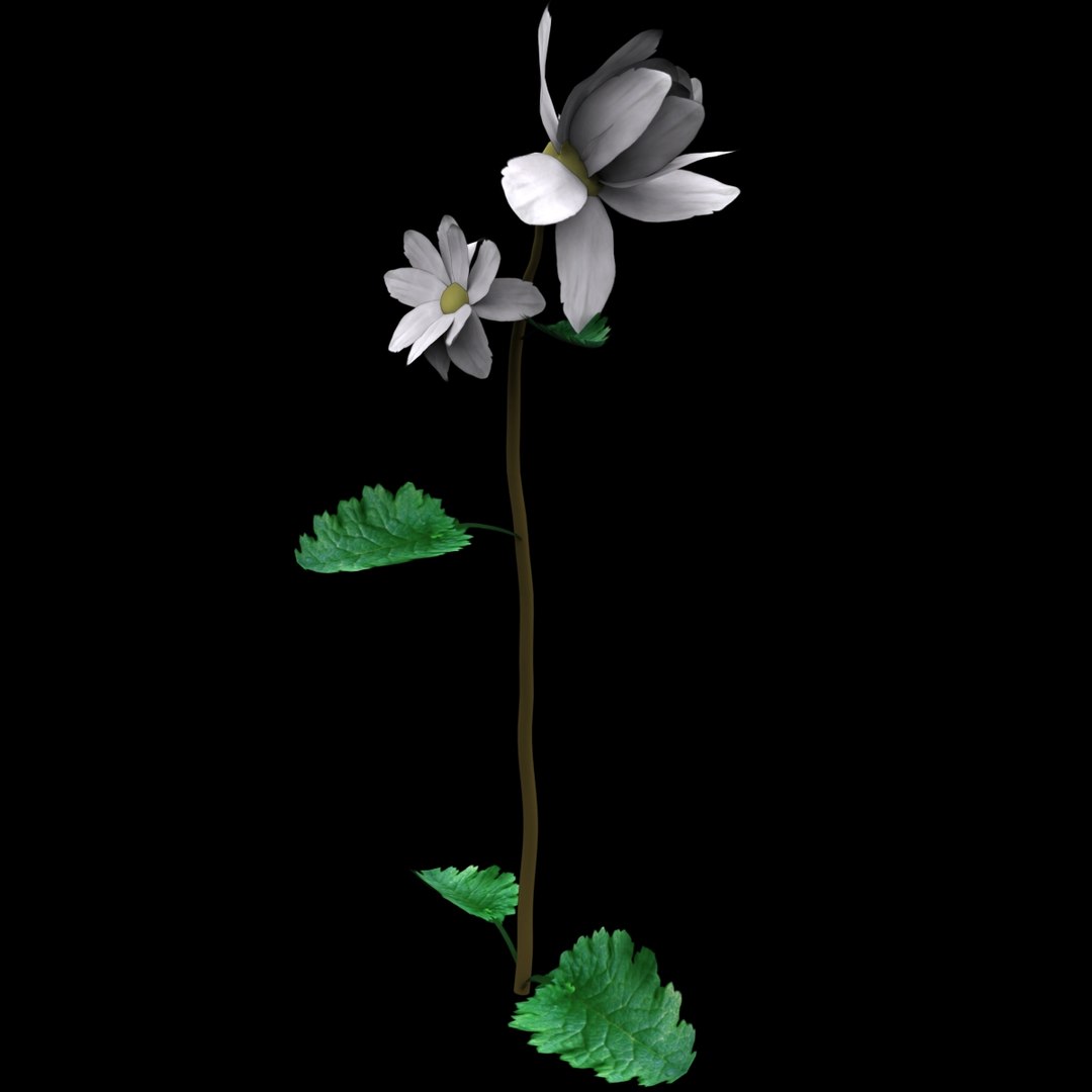 flowers open animation 3D model https://p.turbosquid.com/ts-thumb/kt/SH1AVj/MGLcuL8N/04/jpg/1588590227/1920x1080/fit_q87/18b5f9f61400eb741cac8bcdf947d7f62331ee08/04.jpg
