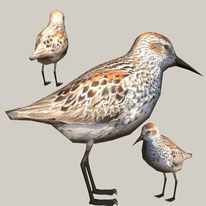 western sandpiper 3ds