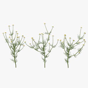 Matricaria Chamomilla Flower Set