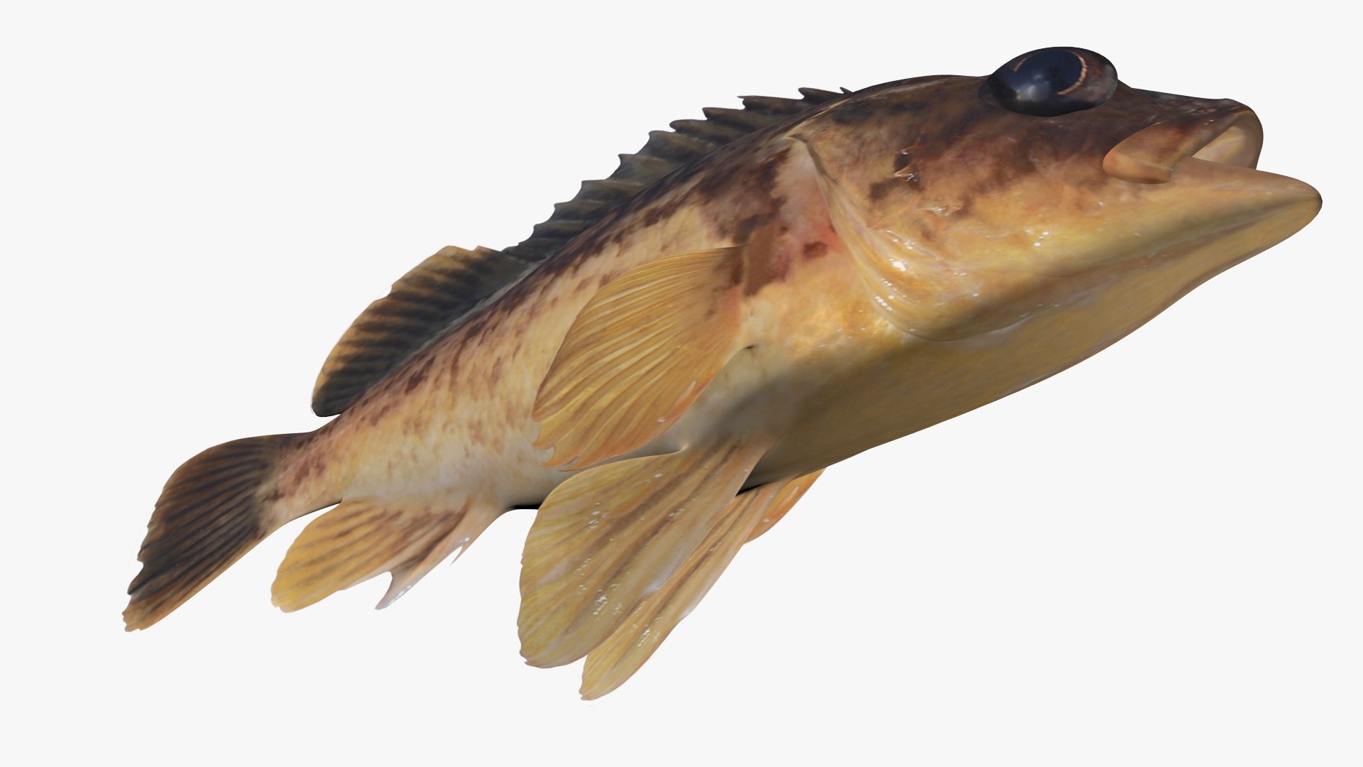 Kelp Rockfish 3D model https://p.turbosquid.com/ts-thumb/kt/ZcLDPS/A3/3/jpg/1622196624/1920x1080/fit_q87/d0db79ef755c9fd1c31589018d1524dc76d8763b/3.jpg