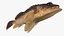 Kelp Rockfish