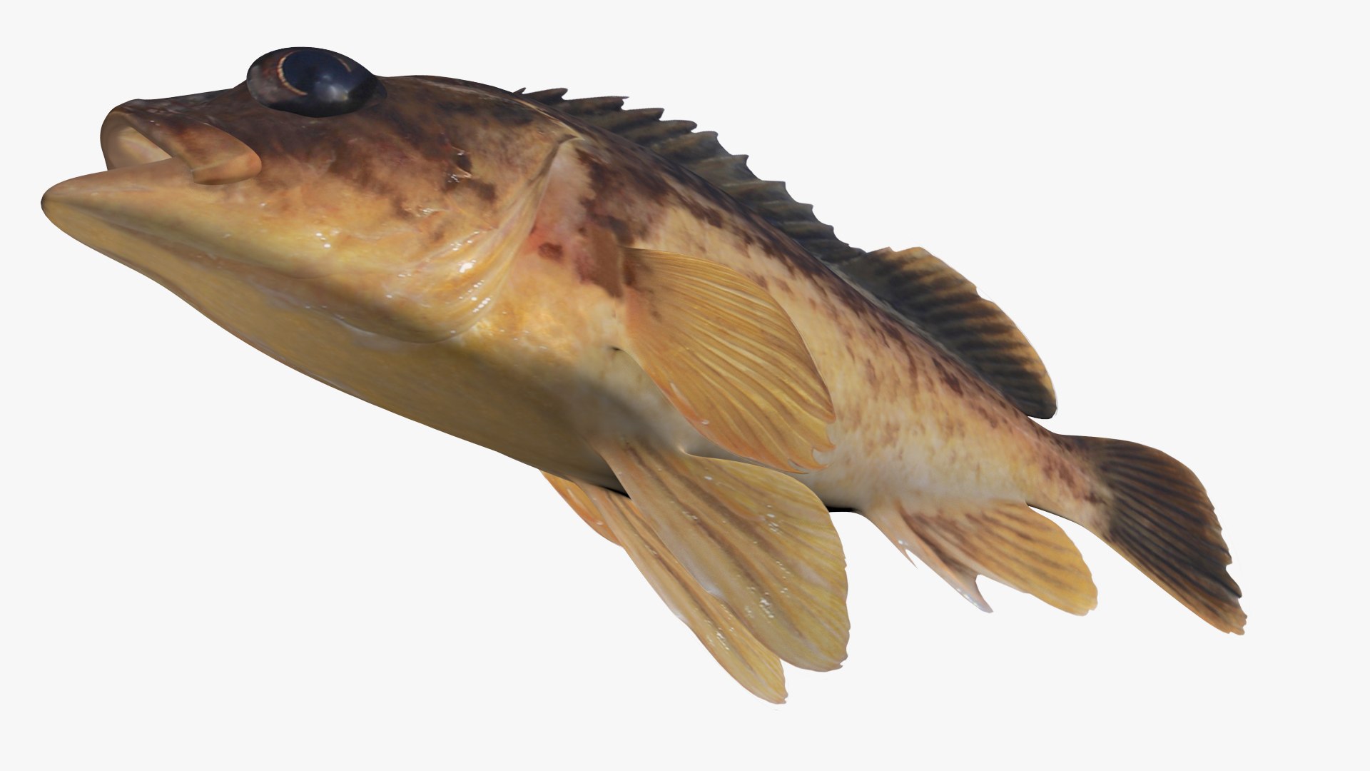 Kelp Rockfish 3D model https://p.turbosquid.com/ts-thumb/kt/ZcLDPS/B7/2/jpg/1622196624/1920x1080/fit_q87/775aeaff9fa470332366bab482b35b9d1aacefd8/2.jpg