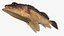 Kelp Rockfish