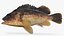 Kelp Rockfish