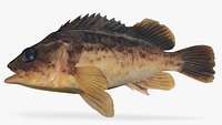 Kelp Rockfish