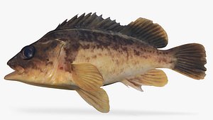 Kelp Rockfish