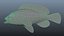 Kelp Rockfish
