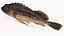 Kelp Rockfish