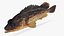 Kelp Rockfish