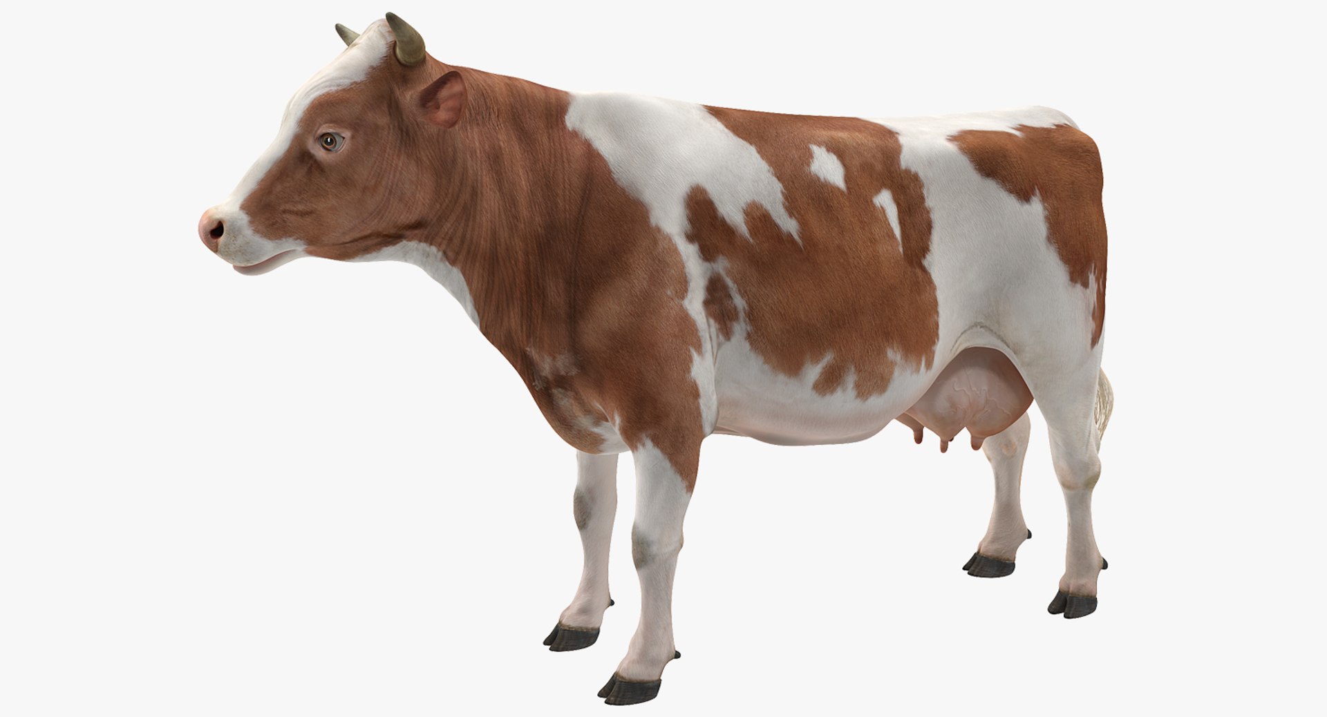 Cow 3D model preview