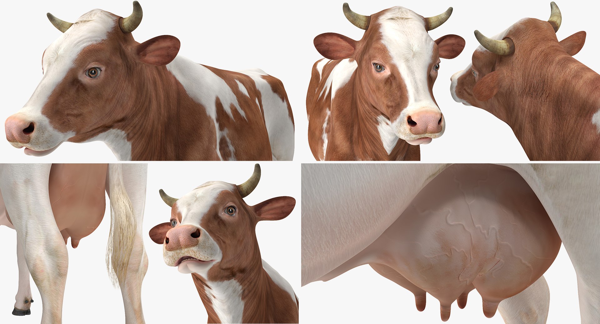 3D Model Cow Realistic - TurboSquid 1247251
