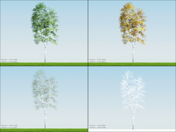 3ds max 4 season tree birch002