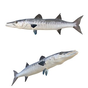 Barracuda Fish 3D model