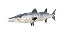 Barracuda Fish