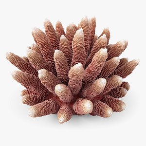 3D Acropora Coral S 05