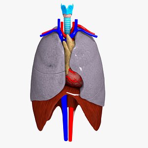 human thorax organs 3d c4d