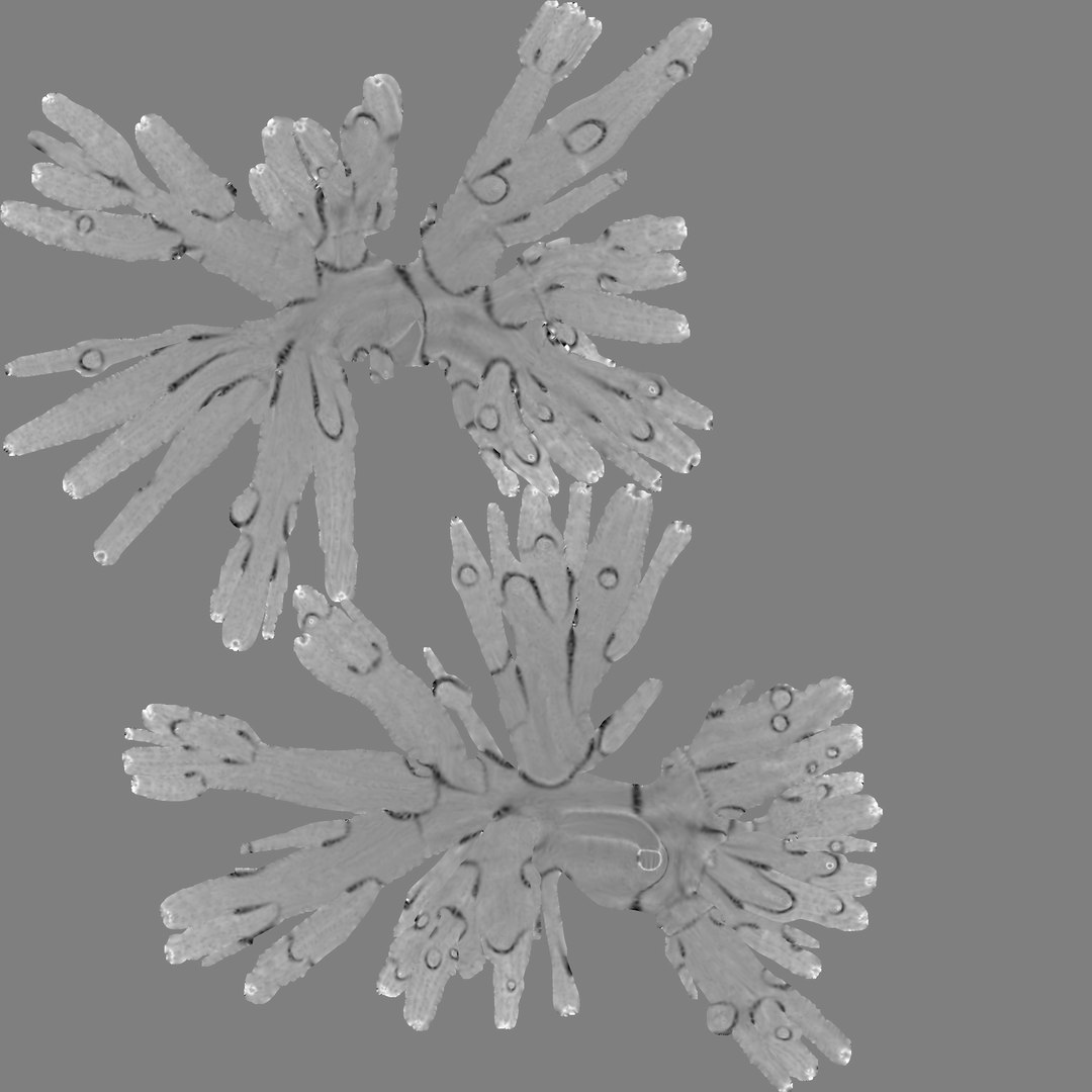 human thorax organs 3d c4d https://p.turbosquid.com/ts-thumb/kt/iqAlBm/cAulaK3o/bronchiendisplace/png/1343754718/1920x1080/fit_q87/fe7472774746efd208a6ef50ffc190002ddf457a/bronchiendisplace.jpg