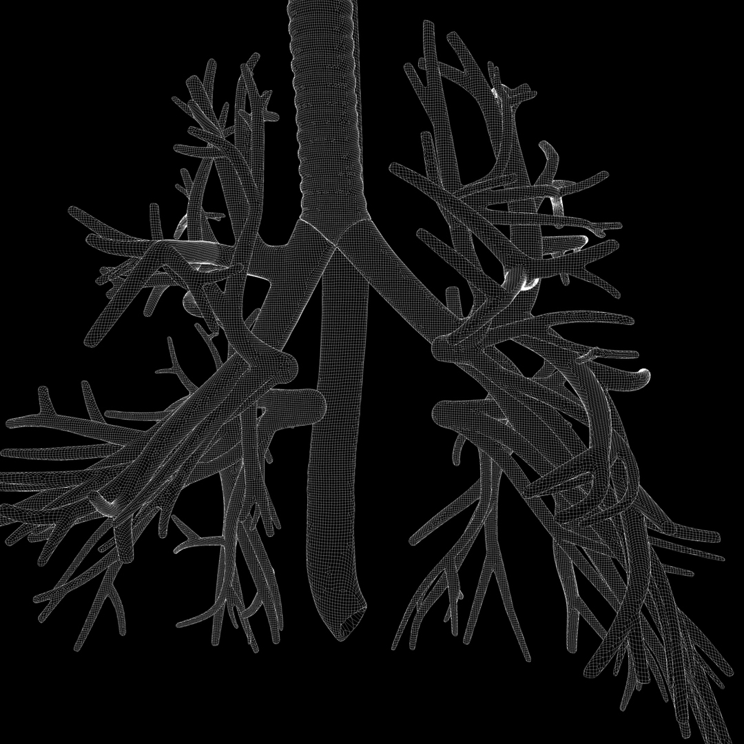 human thorax organs 3d c4d https://p.turbosquid.com/ts-thumb/kt/iqAlBm/g4t9wJ6M/organsmesh05/jpg/1343839210/1920x1080/turn_fit_q99/cf070f9f34fbb528b0c83d3280fedcaefc123b5f/organsmesh05-1.jpg