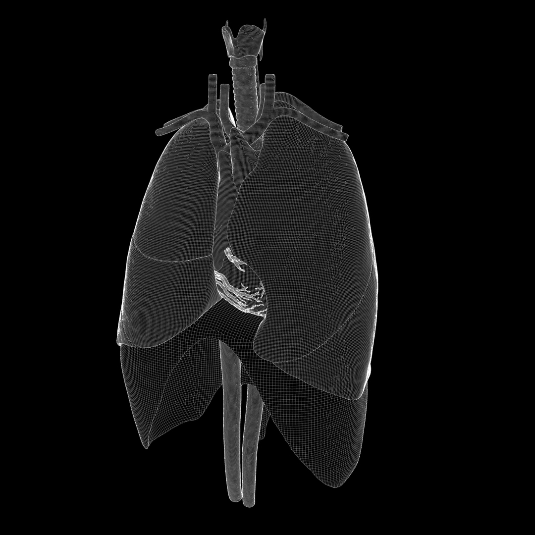 human thorax organs 3d c4d https://p.turbosquid.com/ts-thumb/kt/iqAlBm/iDTox2UB/organsmesh/jpg/1343839239/1920x1080/turn_fit_q99/3890899bbe92a4cc5a83077edb84ba00ac5dc8bb/organsmesh-1.jpg