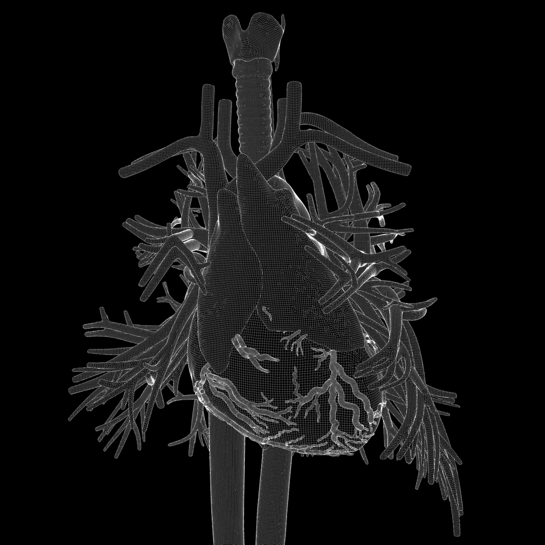 human thorax organs 3d c4d https://p.turbosquid.com/ts-thumb/kt/iqAlBm/io01FEWM/organsmesh03/jpg/1343839141/1920x1080/turn_fit_q99/2932b03c2ee3e40b61e00549917db1d1a1e410c0/organsmesh03-1.jpg