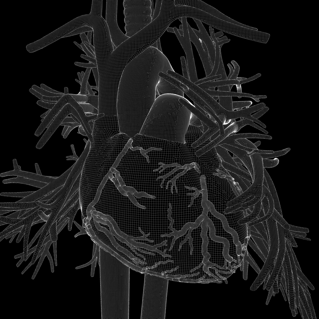human thorax organs 3d c4d https://p.turbosquid.com/ts-thumb/kt/iqAlBm/w0ElhiHq/organsmesh04/jpg/1343839173/1920x1080/turn_fit_q99/7d1603108e75a8df868ec3587e67f63ded36942c/organsmesh04-1.jpg