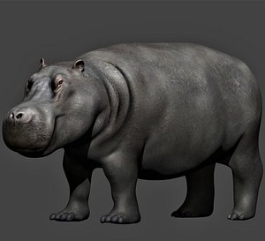 realistic rigged hippopotamus 3D model