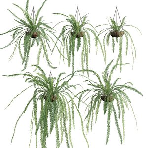 3D model Nephrolepis