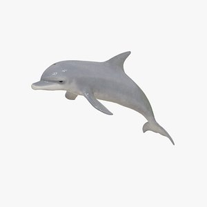 Dolphin 3D