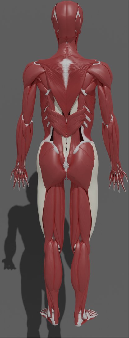 3D model muscles anatomy stomach https://p.turbosquid.com/ts-thumb/kt/vDs8uf/29/_/png/1611735994/1920x1080/fit_q87/97f192076dd9cf673dfdf280f652a2f89912aed5/_.jpg