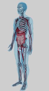 complete human body anatomy skeletal skeleton muscle heart diges male anatomy cardiovascular system 