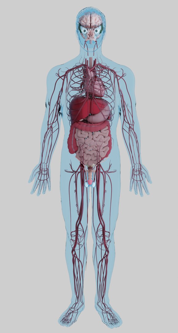 3D model muscles anatomy stomach https://p.turbosquid.com/ts-thumb/kt/vDs8uf/4c/5/png/1611736239/1920x1080/fit_q87/6751584af1980a2a894a8b2c32b19b4ba10941af/5.jpg