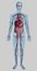 cuerpo humano