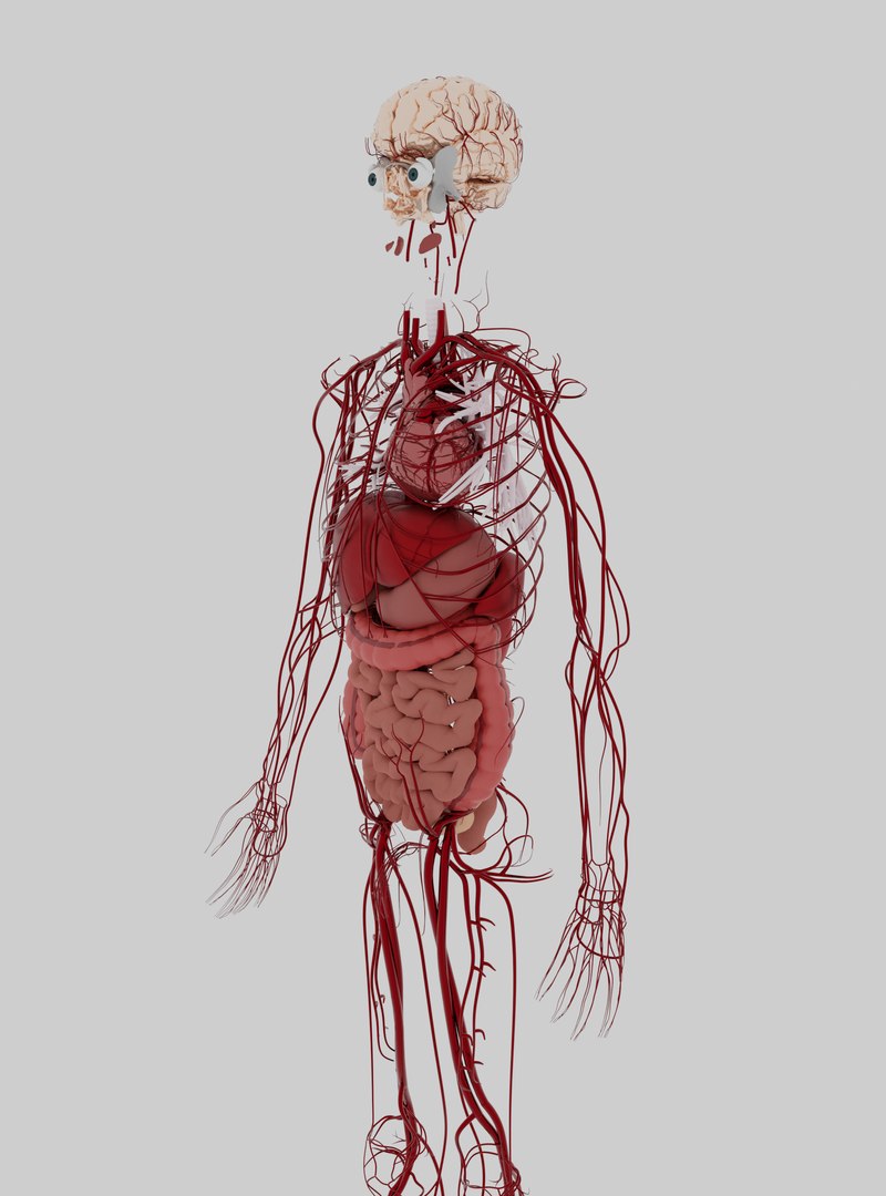 3D model muscles anatomy stomach https://p.turbosquid.com/ts-thumb/kt/vDs8uf/5t/untitled/png/1611736180/1920x1080/fit_q87/662652ee9e73f69fc2875ccde6bb010a6ea552d1/untitled.jpg