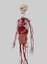 cuerpo humano