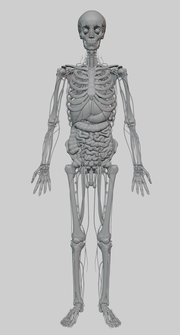 3D model muscles anatomy stomach https://p.turbosquid.com/ts-thumb/kt/vDs8uf/Re/0001/png/1612948464/1920x1080/fit_q87/c824899f06e3ddc88a2f9902b555324589019124/0001.jpg