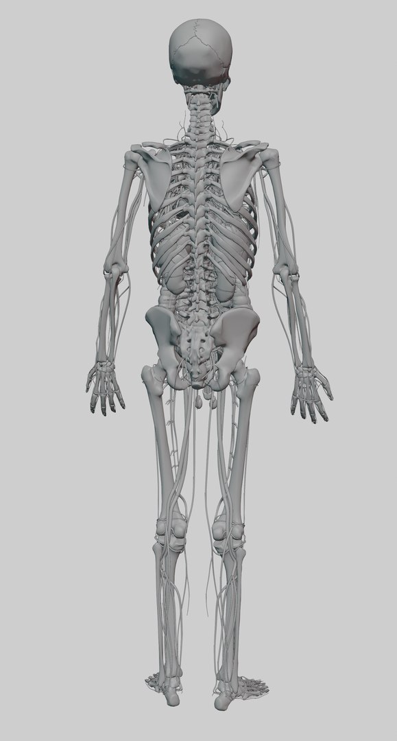 3D model muscles anatomy stomach https://p.turbosquid.com/ts-thumb/kt/vDs8uf/l9/rq0016/png/1612948481/1920x1080/fit_q87/8e34797ee65e7eec9e27de382dfa2e90230b520c/rq0016.jpg