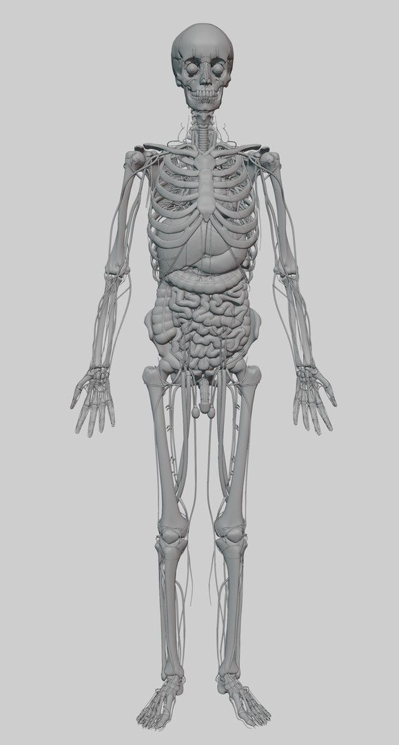 3D model muscles anatomy stomach https://p.turbosquid.com/ts-thumb/kt/vDs8uf/w2/rq0028/png/1612948366/1920x1080/fit_q87/17407694ba79f7445859081f2bc5439a2d480bf0/rq0028.jpg