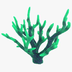 coral 4 l 3D model