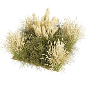 3D plant vol 893 - grass - Switchgrass - Northwind - outdoor model